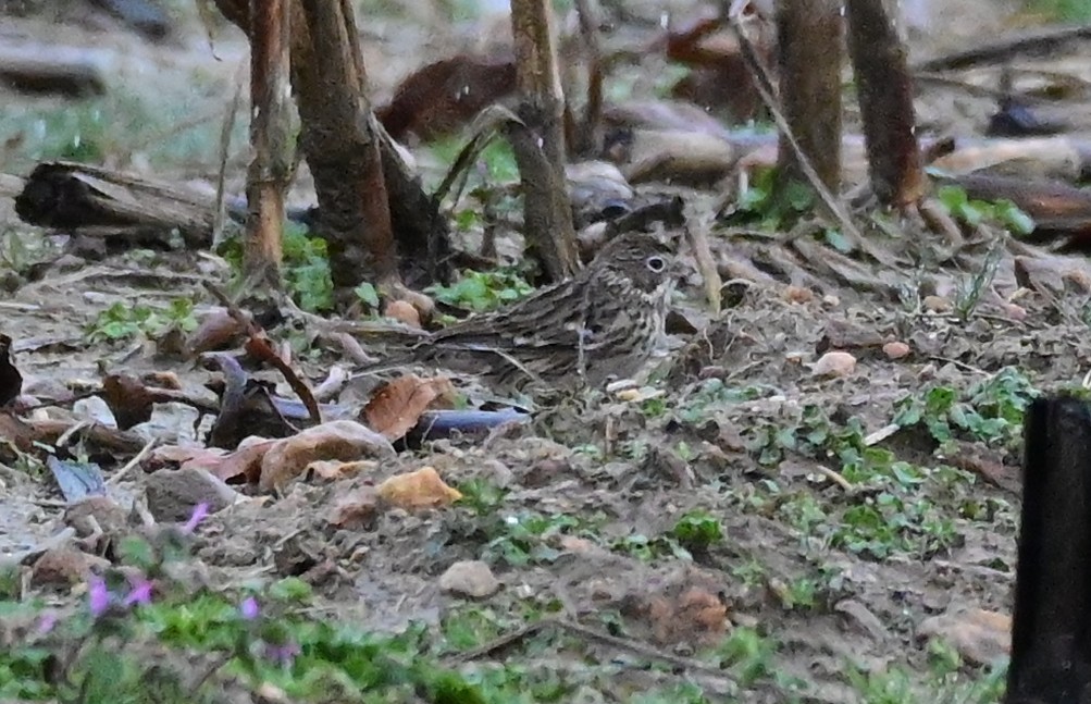 Vesper Sparrow - ML646254737