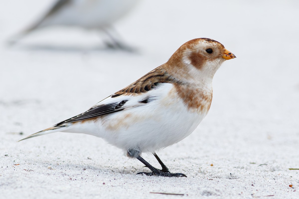 Цасч хөмрөг - ML646254739