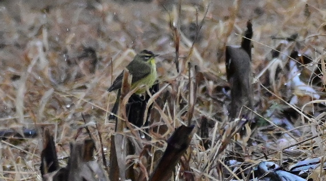 Palm Warbler - ML646254742