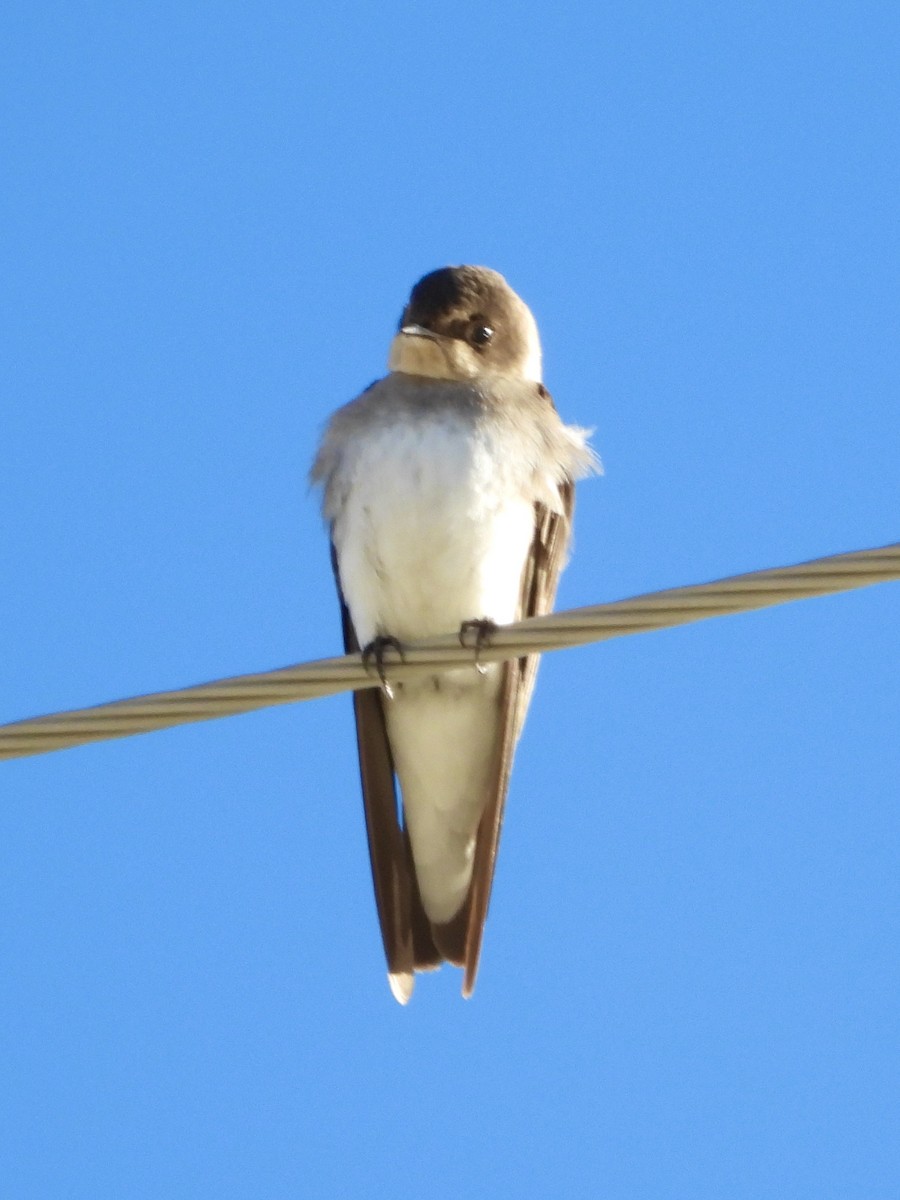 Northern Rough-winged Swallow - ML646254743