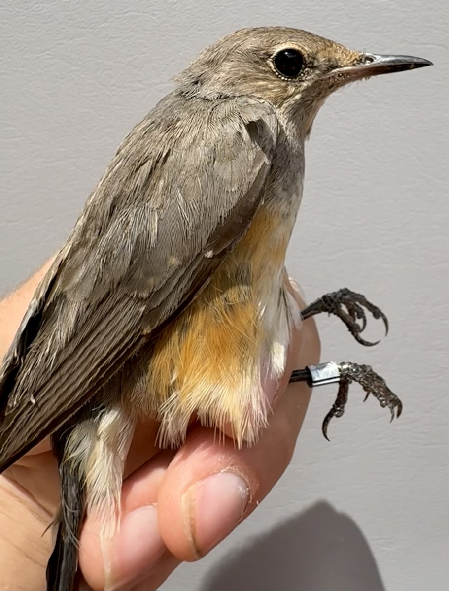 White-throated Robin - ML646254744