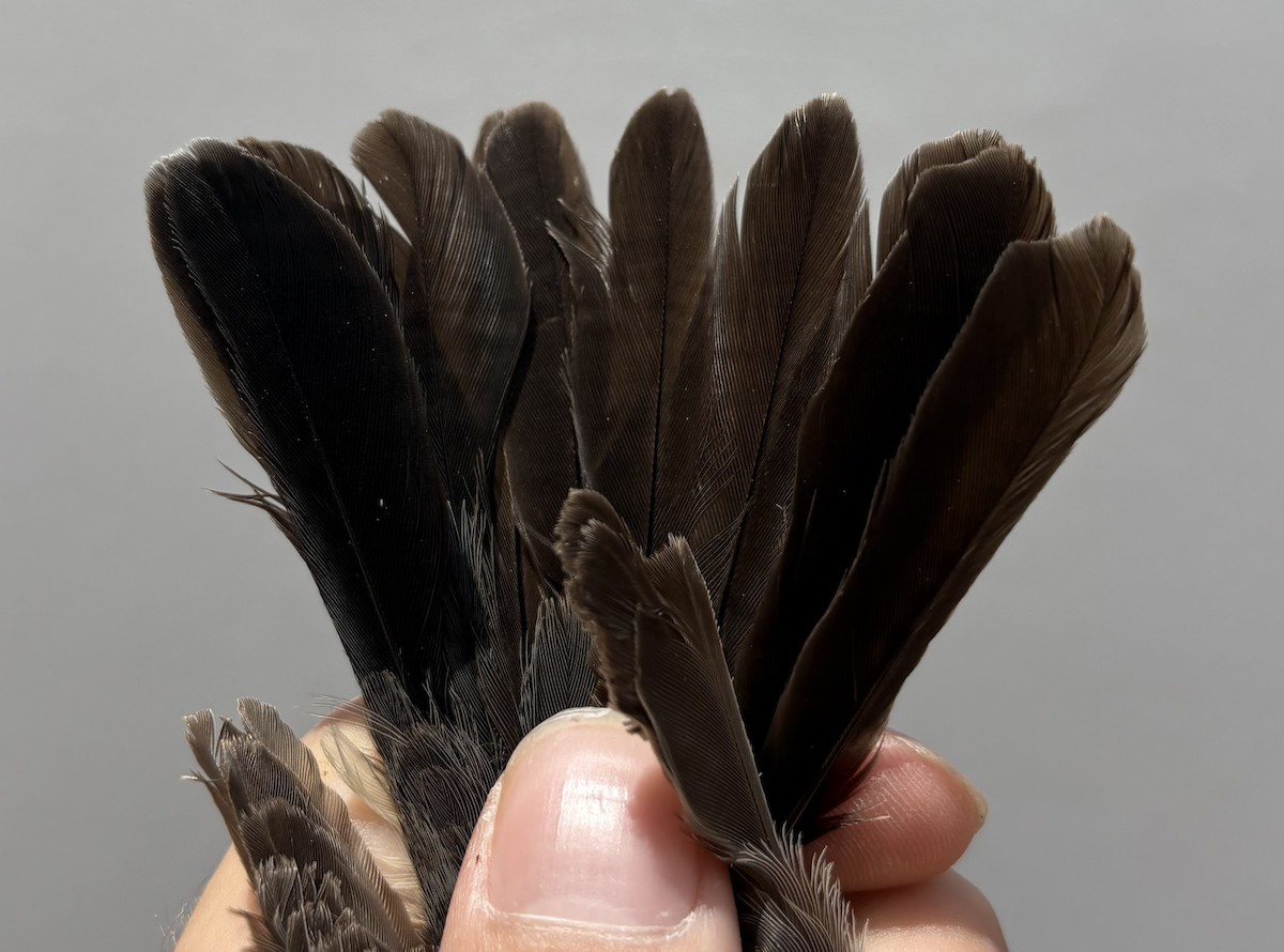 White-throated Robin - ML646254745