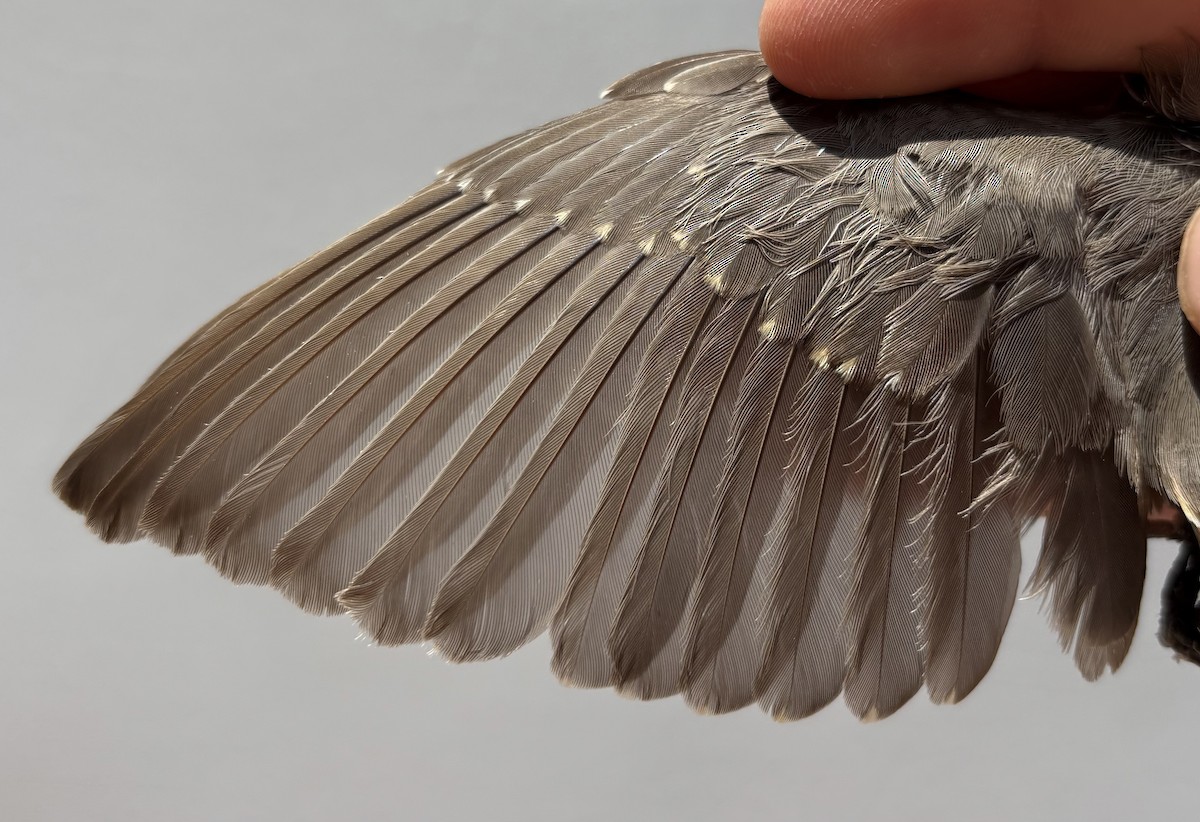 White-throated Robin - ML646254746