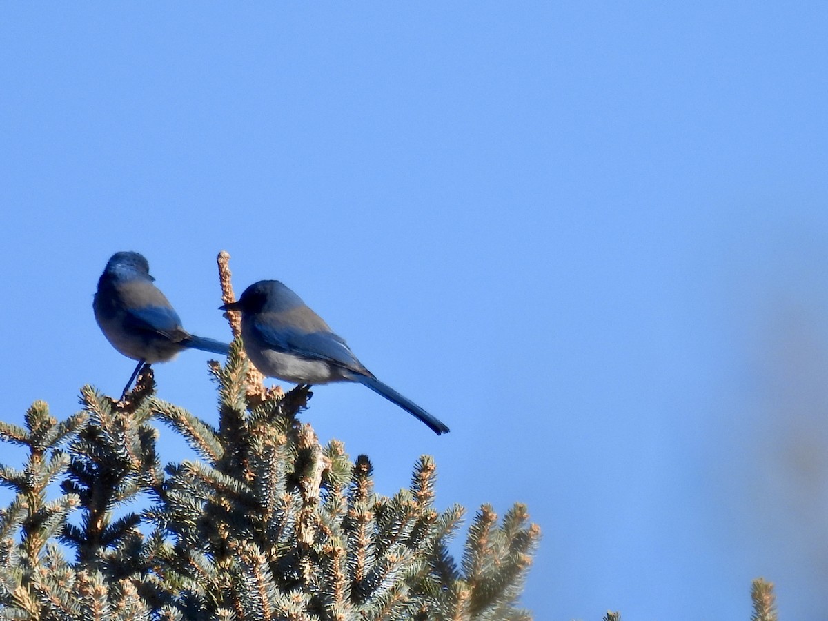 Woodhouse's Scrub-Jay - ML646254749