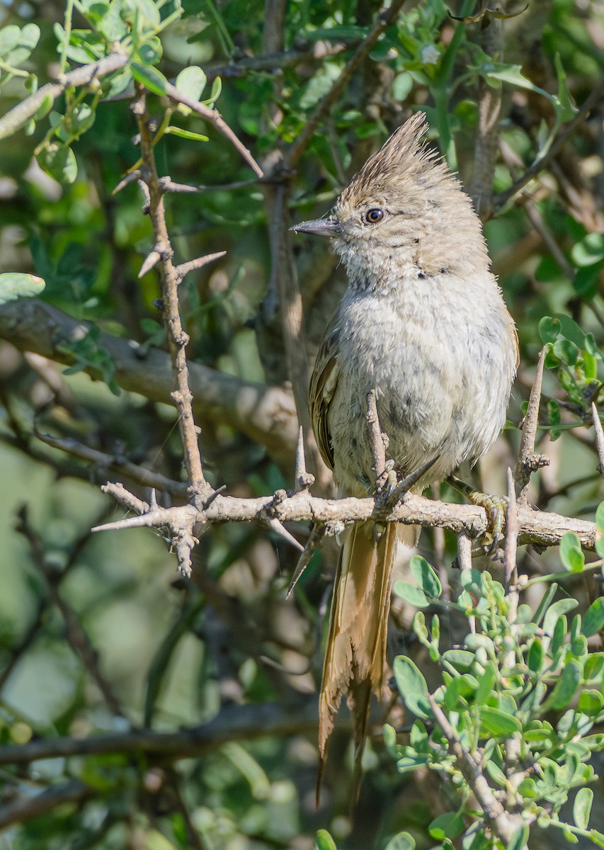 Tufted Tit-Spinetail - ML646254751