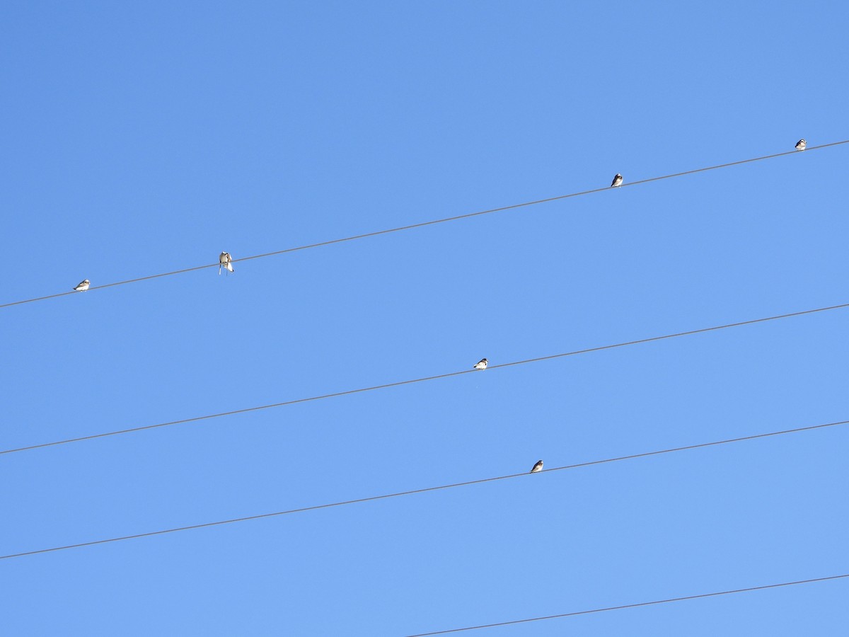 Northern Rough-winged Swallow - ML646254754