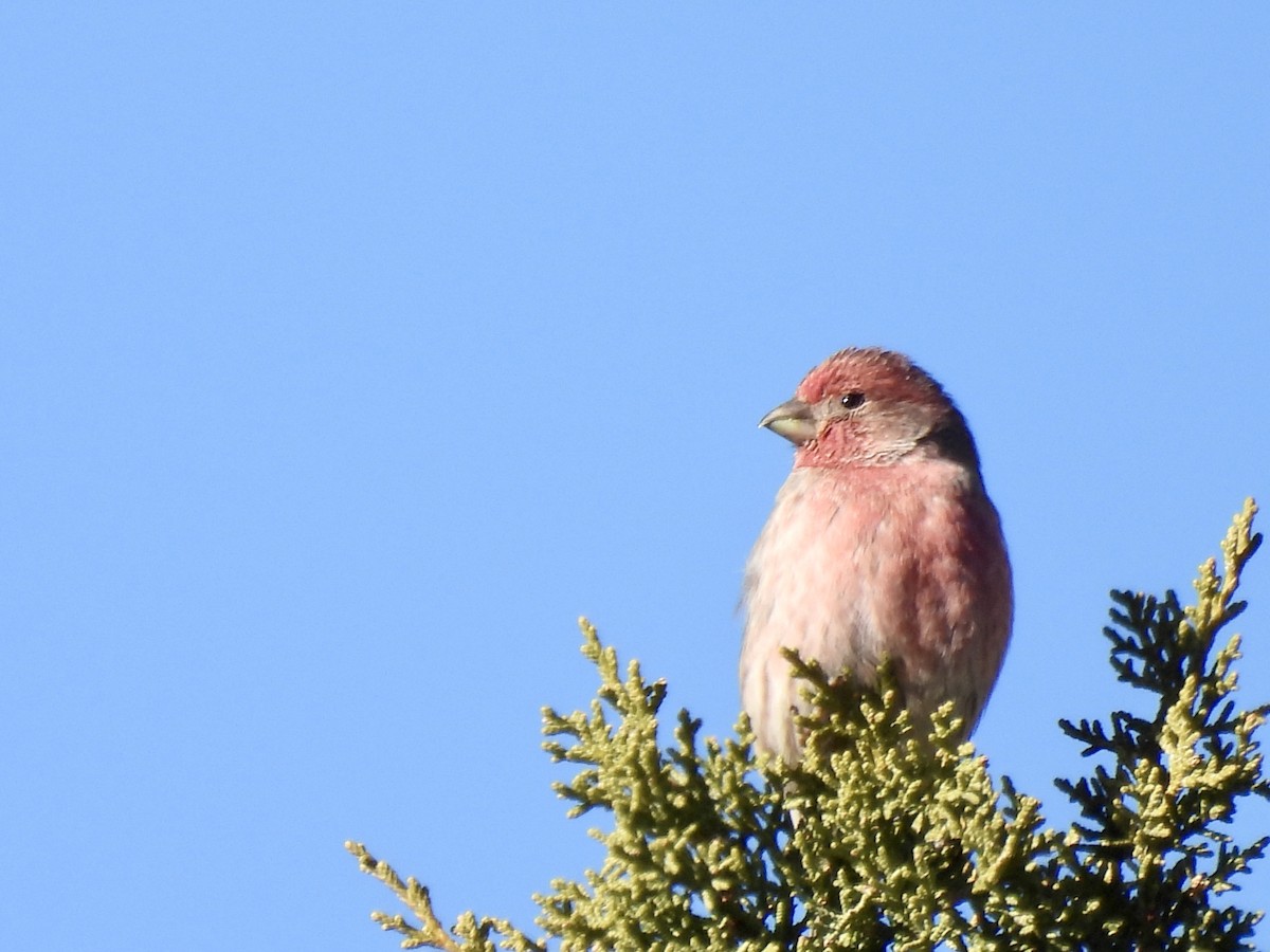 House Finch - ML646254755