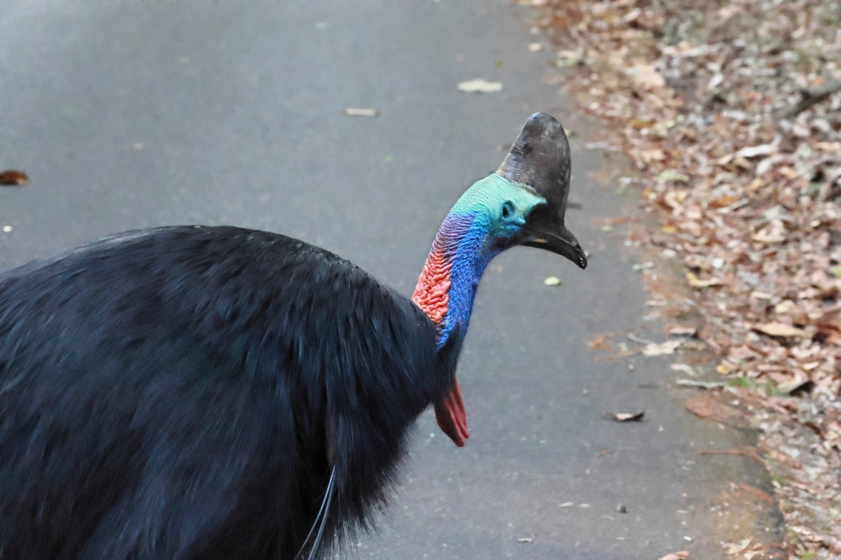 Güneyli Kasuari - ML646254756