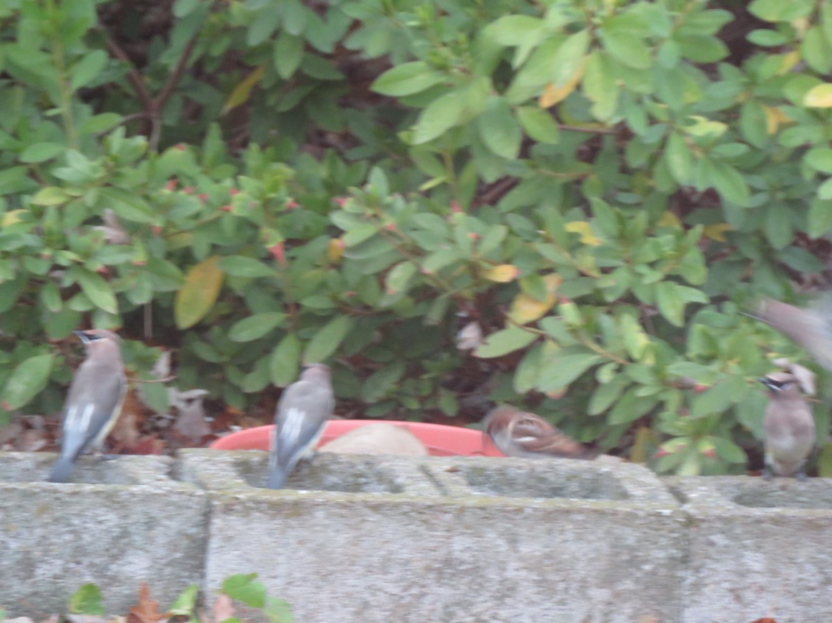 Cedar Waxwing - ML646254759