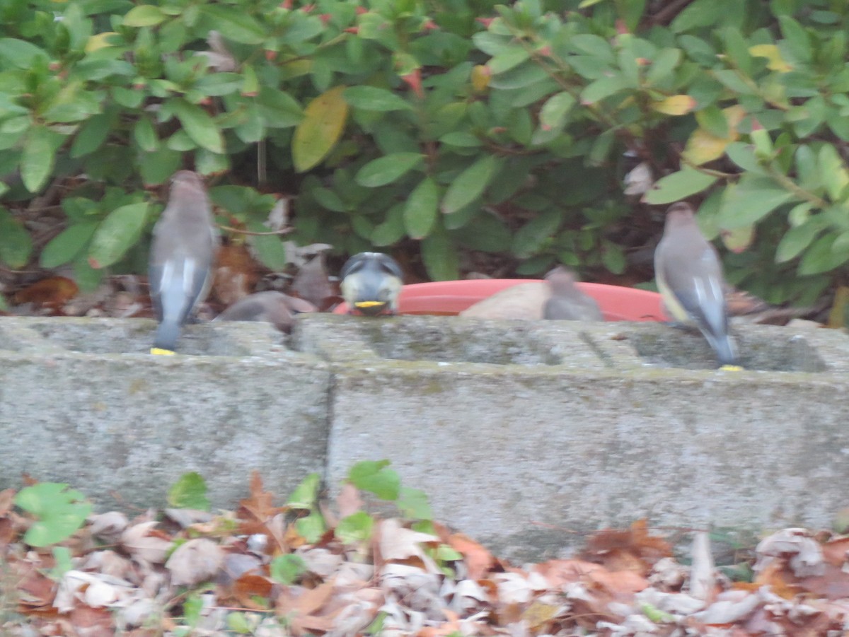 Cedar Waxwing - ML646254761