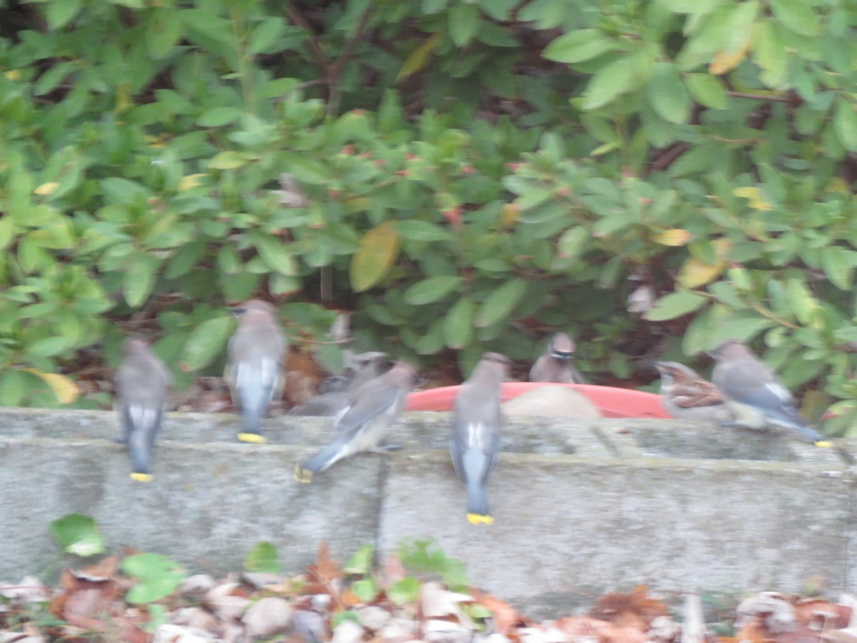 Cedar Waxwing - ML646254762