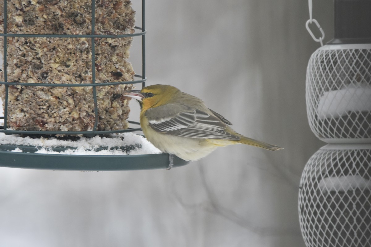 Bullock's Oriole - ML646254763