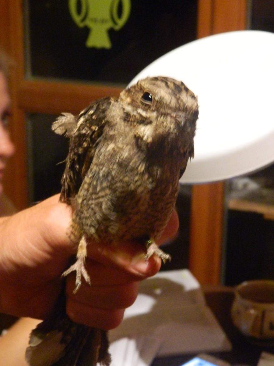 Eurasian Nightjar - ML646254765