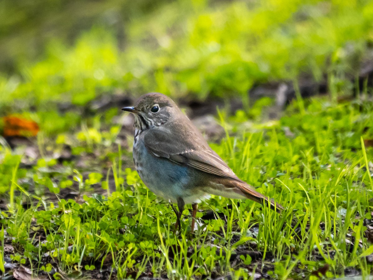 Zorzalito Colirrufo - ML646254766