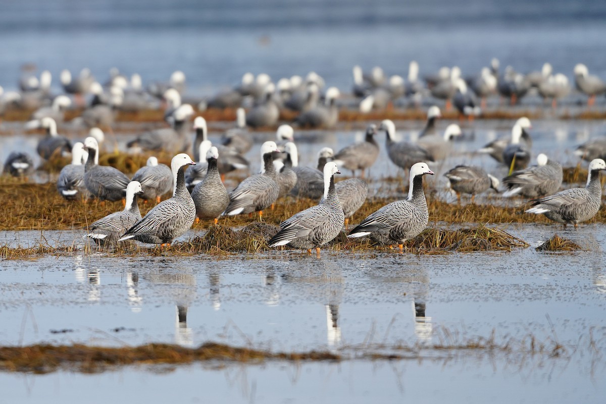 Emperor Goose - ML646254767