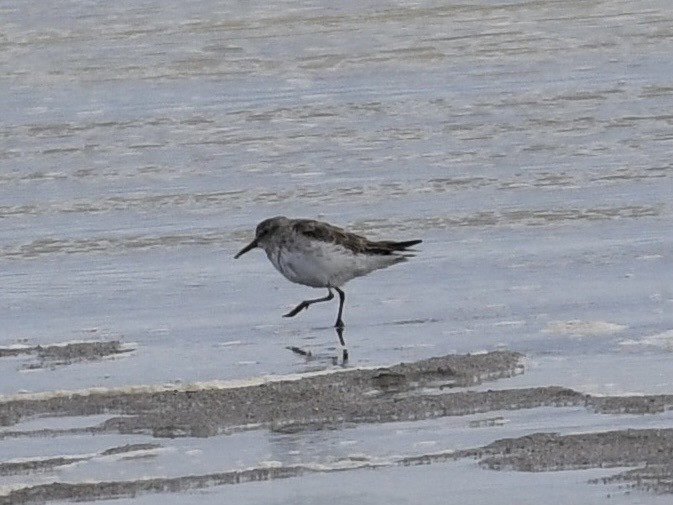 コシジロウズラシギ - ML646254769