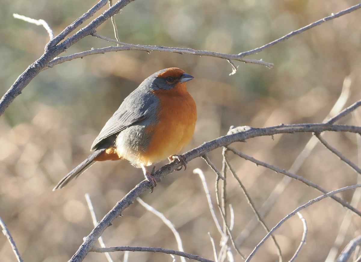 Monterita de Cochabamba - ML646254770