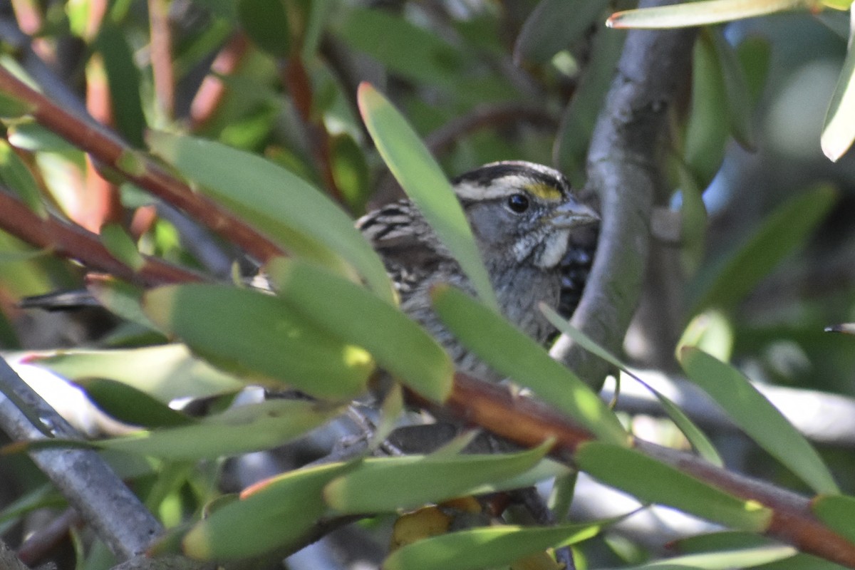 Chingolo Gorjiblanco - ML646254771