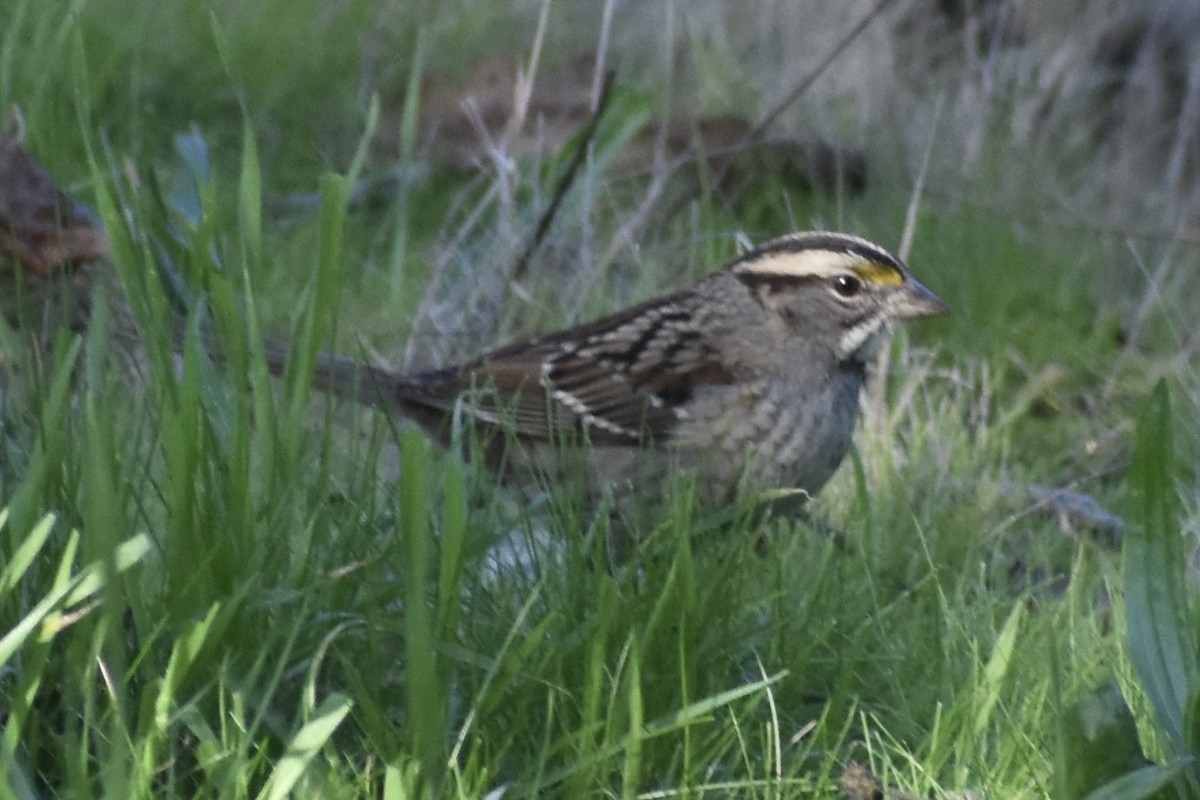 Chingolo Gorjiblanco - ML646254772
