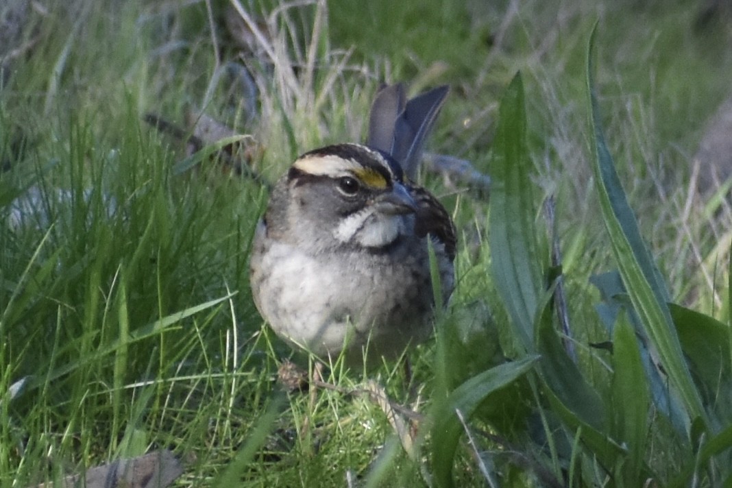 Chingolo Gorjiblanco - ML646254773