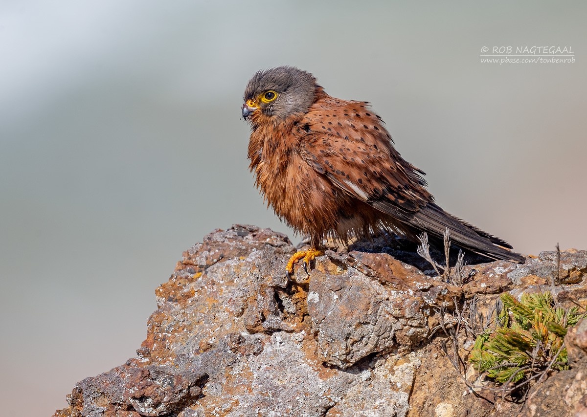 Cernícalo Africano - ML646254775