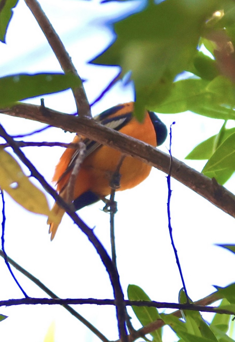 Turpial de Baltimore - ML646254776