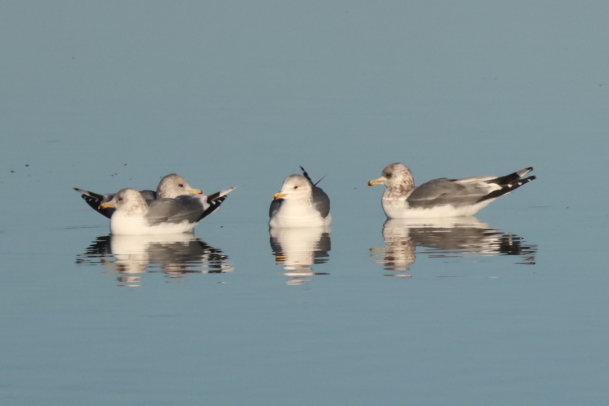 California Gull - ML646254777