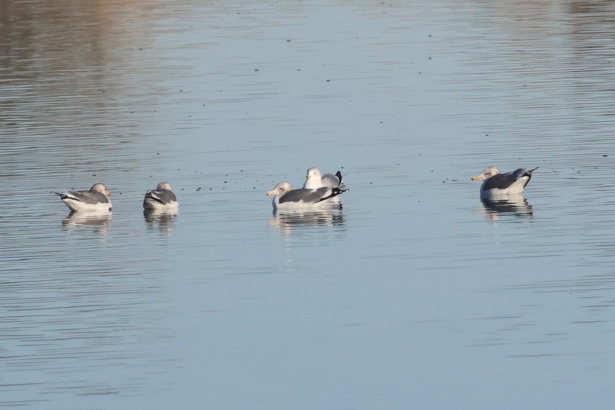 California Gull - ML646254778