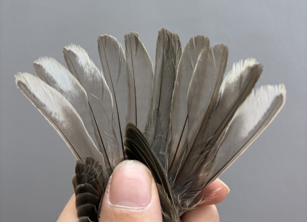 Curruca Gavilana - ML646254780