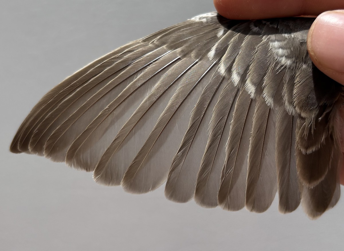 Curruca Gavilana - ML646254781