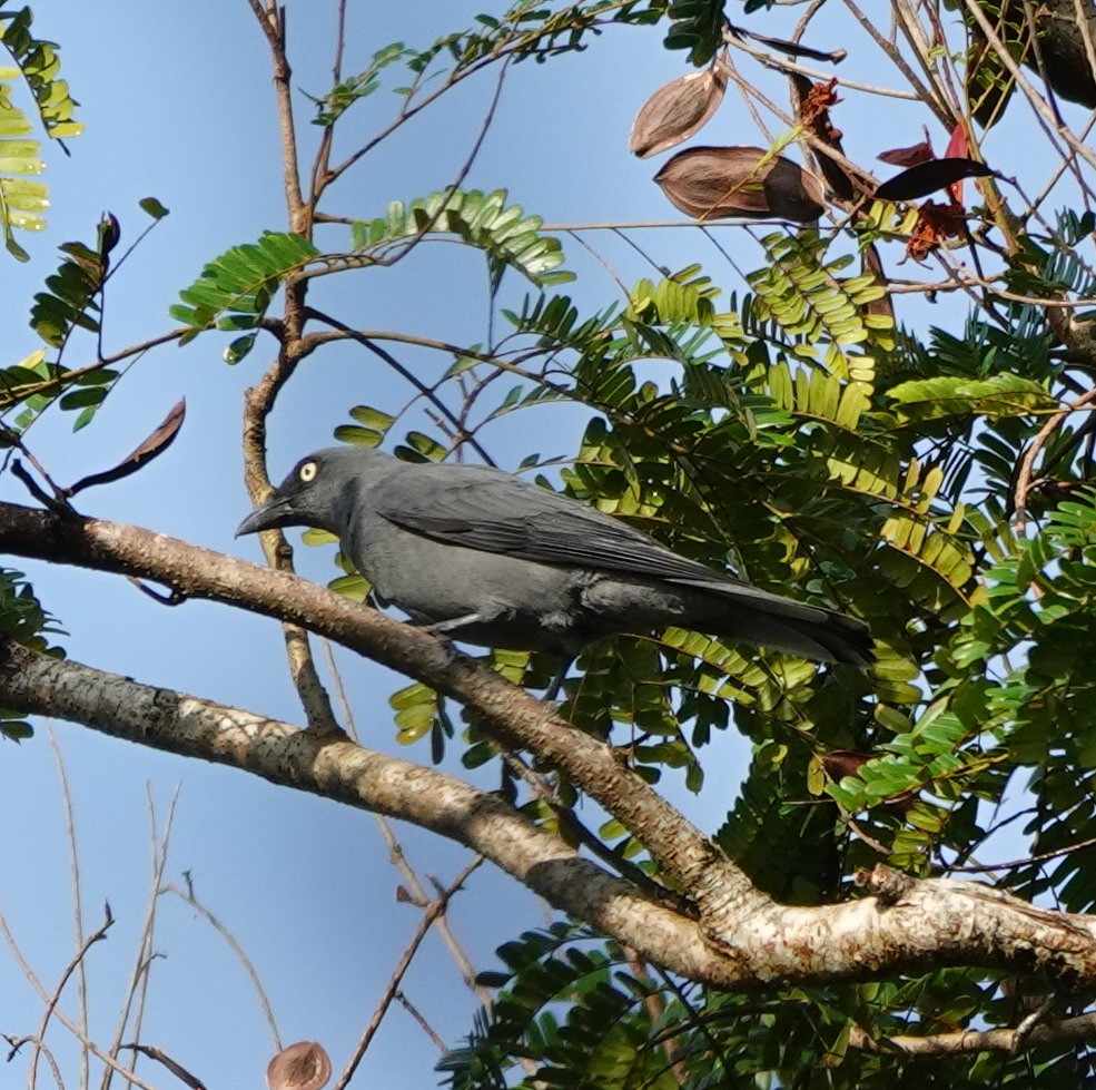 Oruguero Negruzco - ML646254783