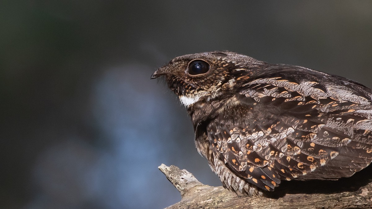 Chotacabras Bigotudo - ML646254784
