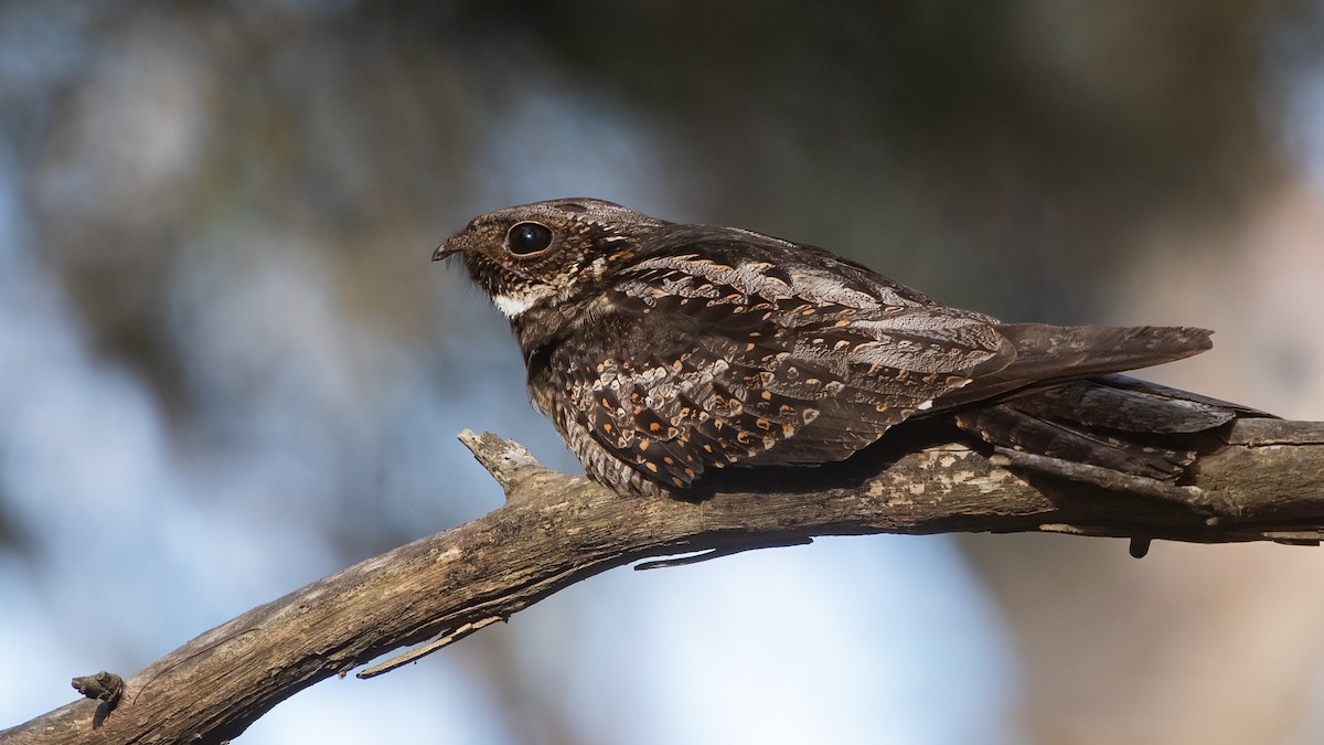 Chotacabras Bigotudo - ML646254785