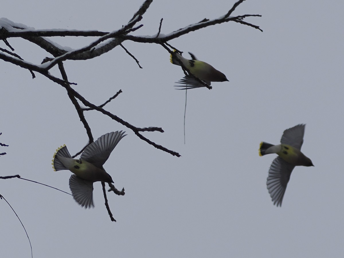 Ampelis Americano - ML646254786