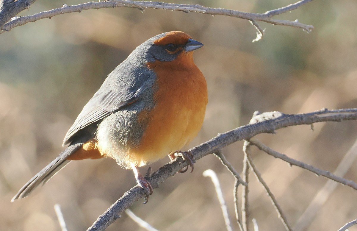 Monterita de Cochabamba - ML646254788