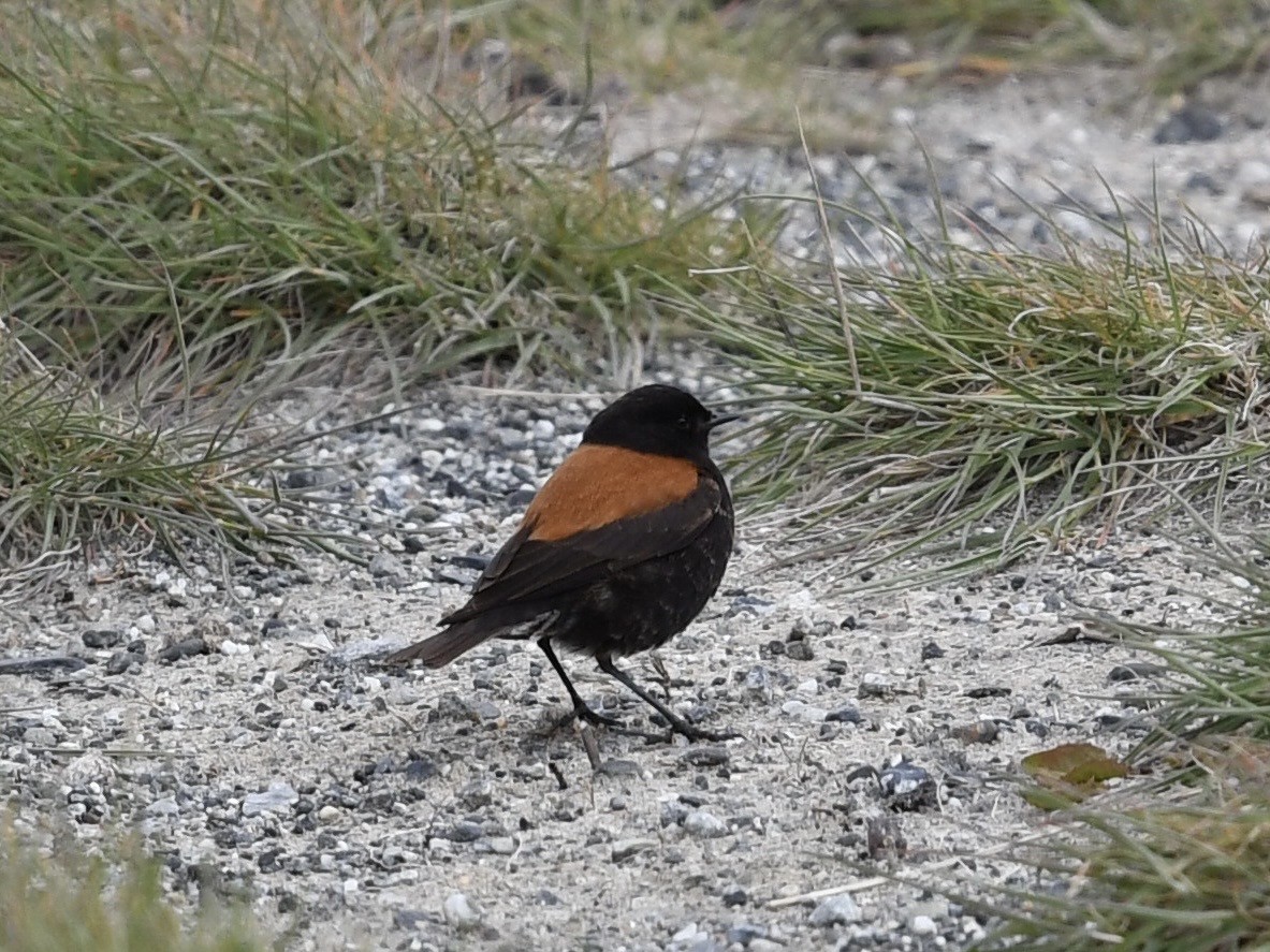 Negrito Austral - ML646254789