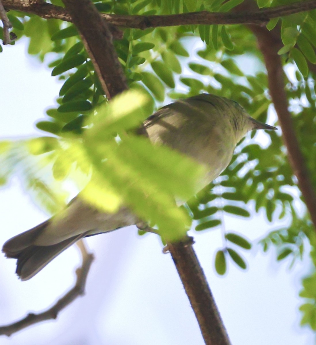 Reinita de Tennessee - ML646254790