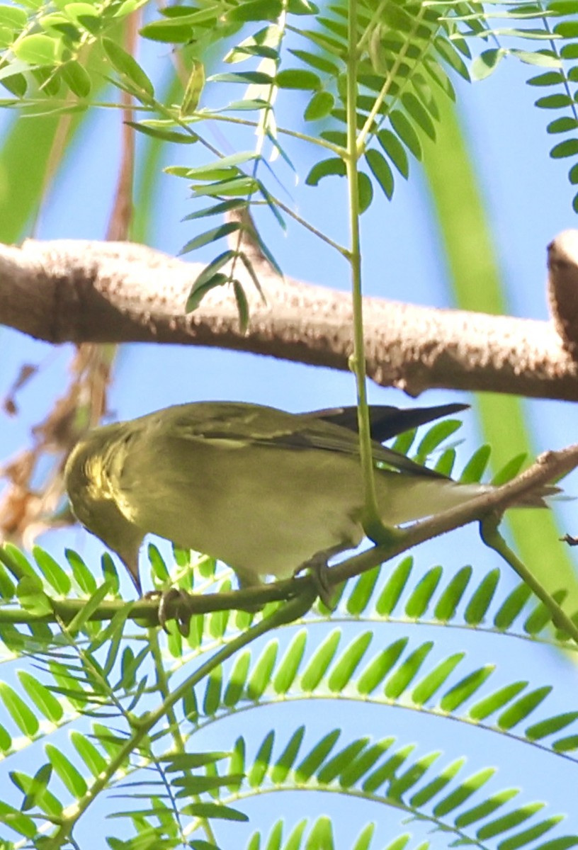 Reinita de Tennessee - ML646254791