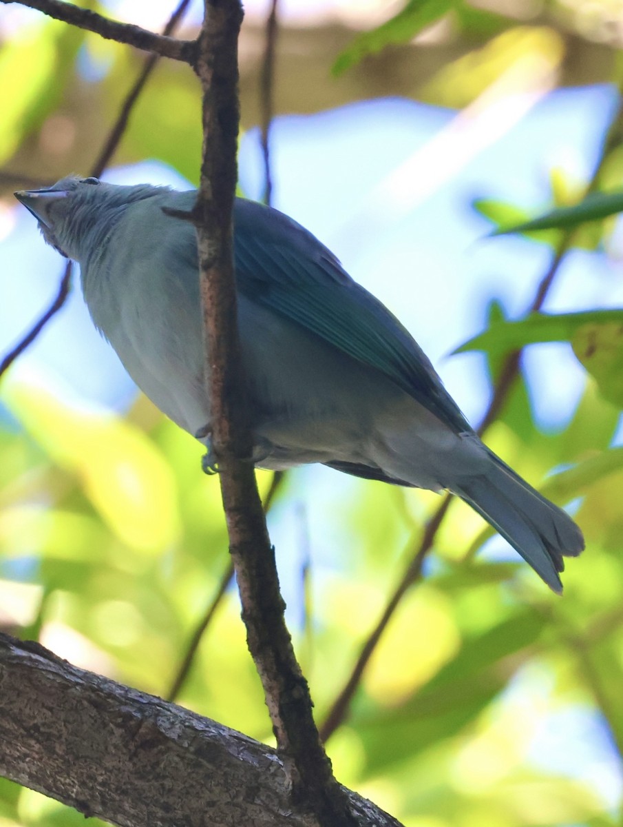 Reinita de Tennessee - ML646254792