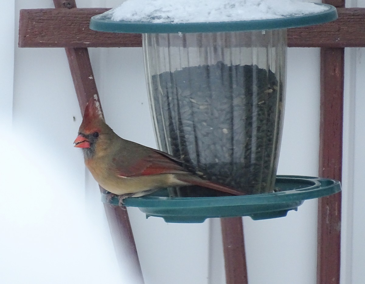 Cardenal Norteño - ML646254793