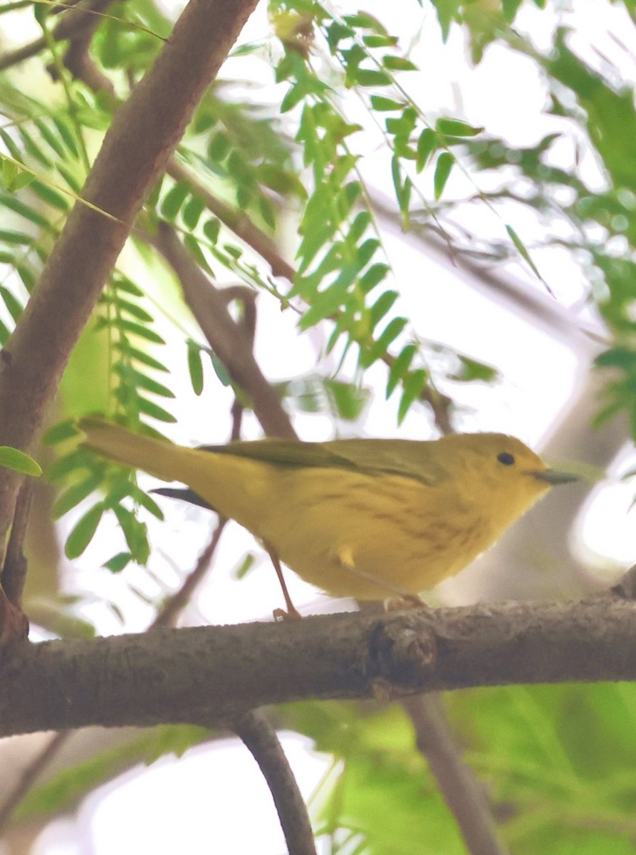 Reinita Amarilla - ML646254794