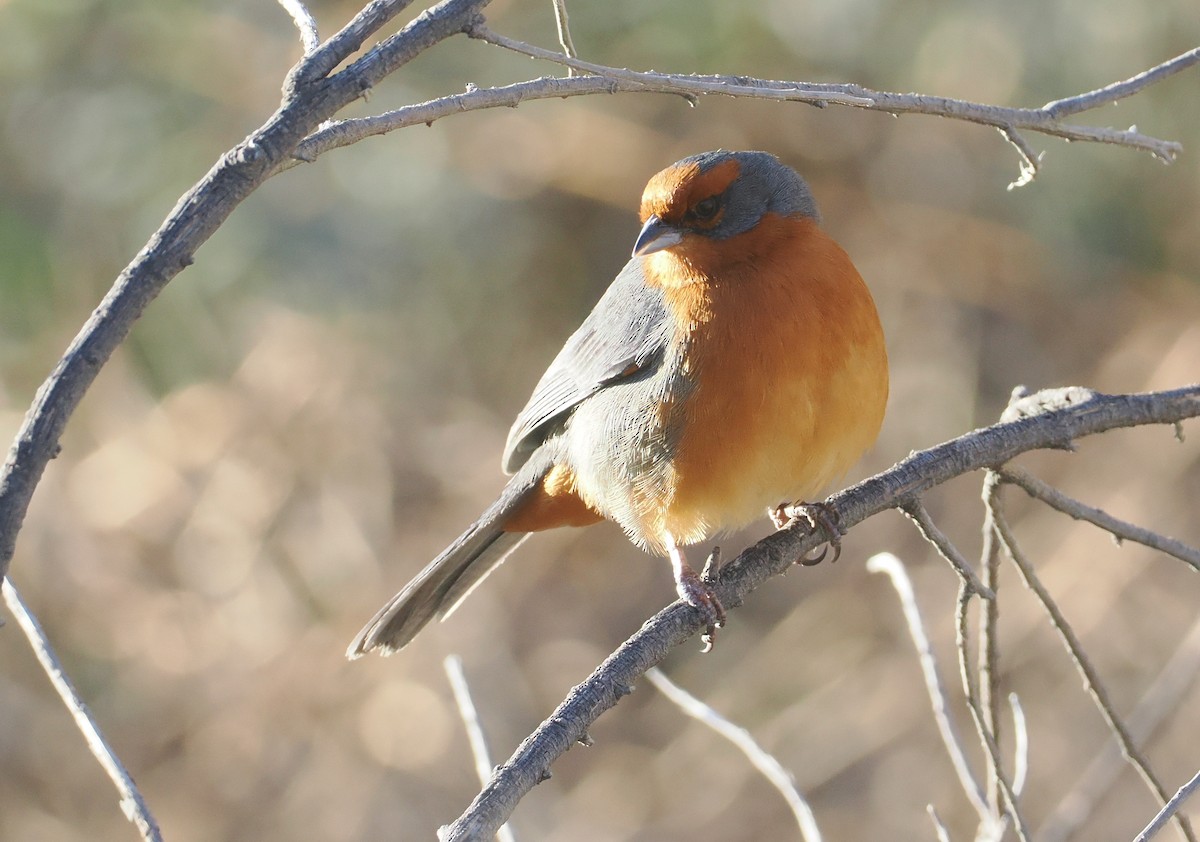 Monterita de Cochabamba - ML646254795