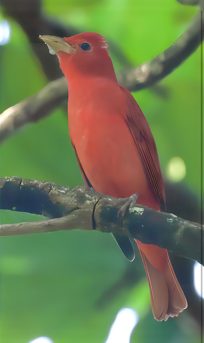 Piranga Roja - ML646254798