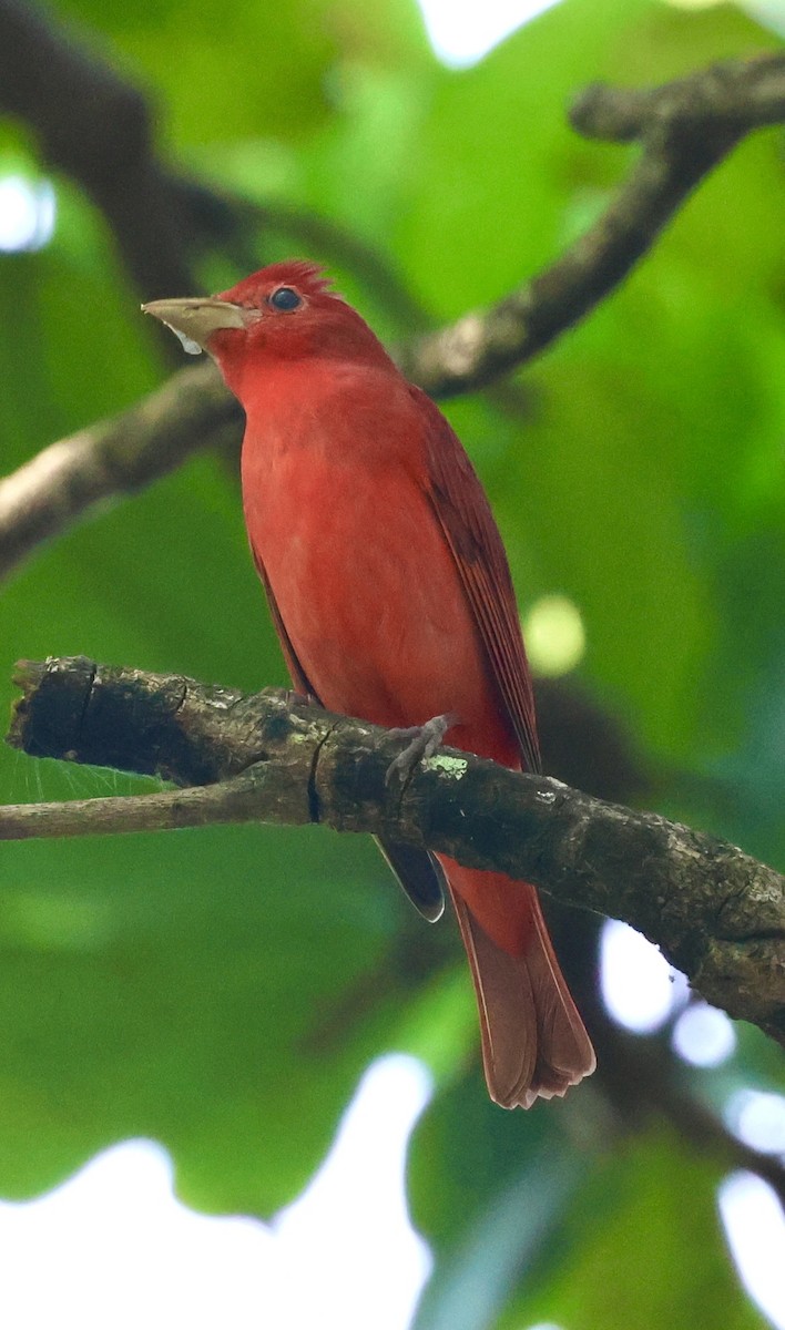 Piranga Roja - ML646254799