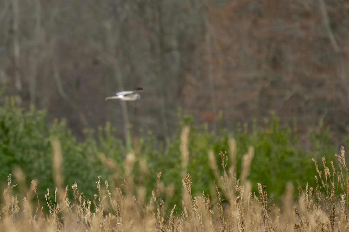 Aguilucho de Hudson - ML646254800