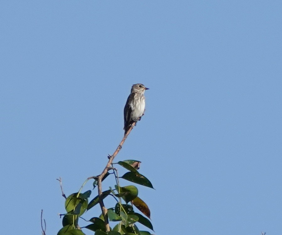 Papamoscas Estriado - ML646254801