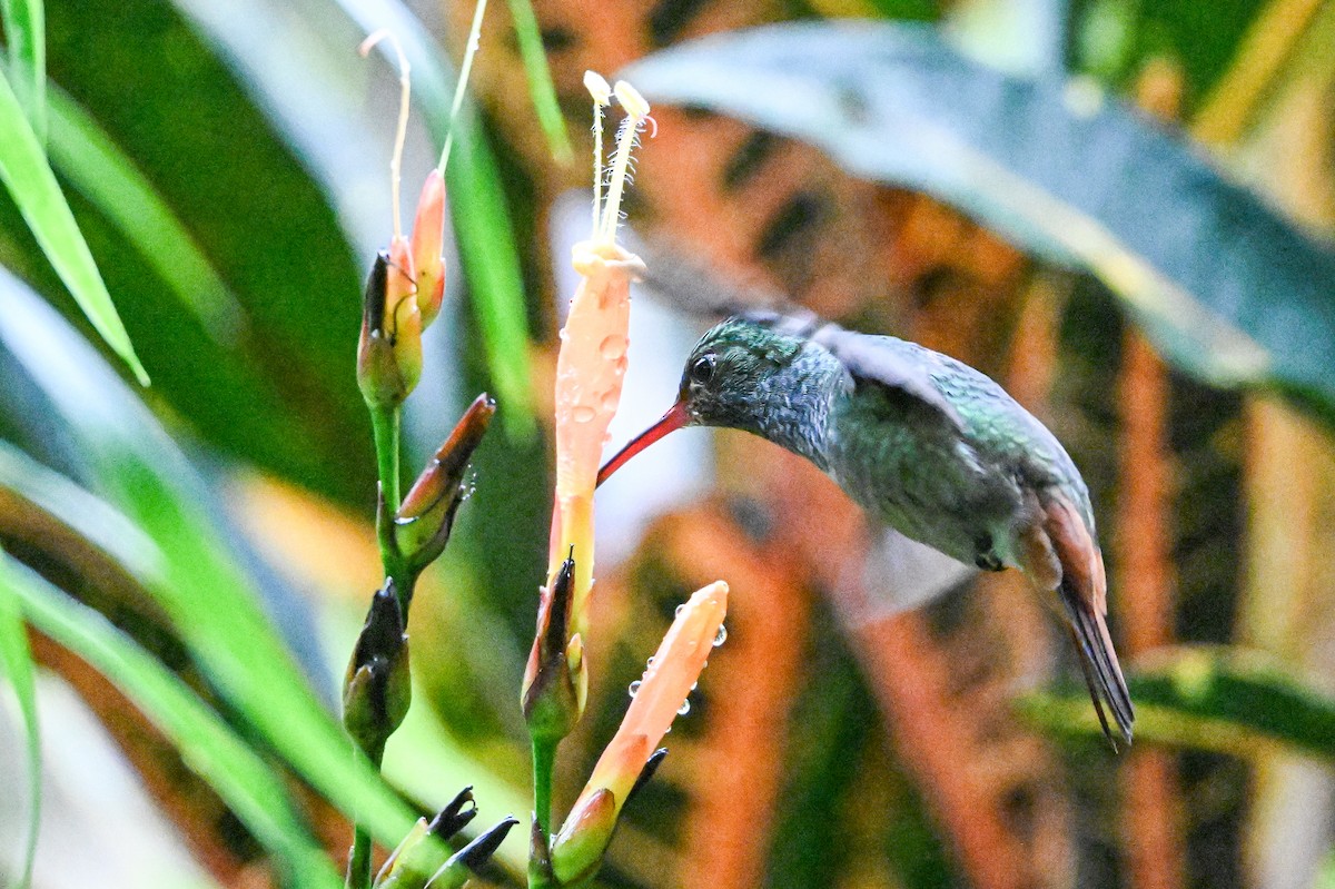 Rufous-tailed Hummingbird - ML646254809