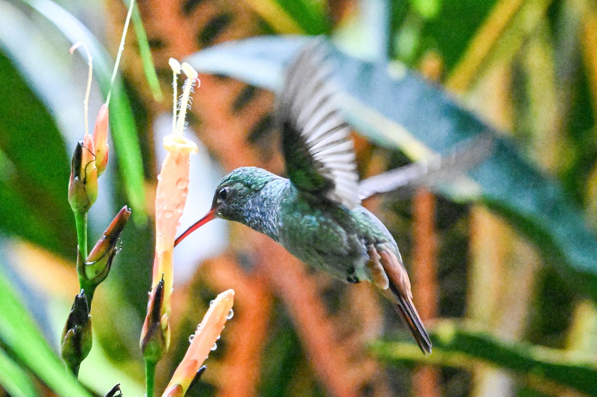 Rufous-tailed Hummingbird - ML646254810