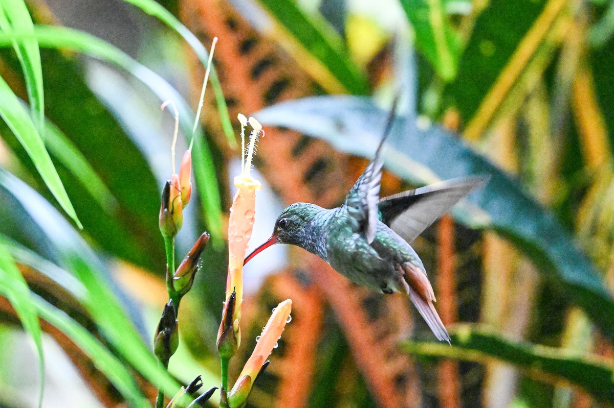 Rufous-tailed Hummingbird - ML646254811