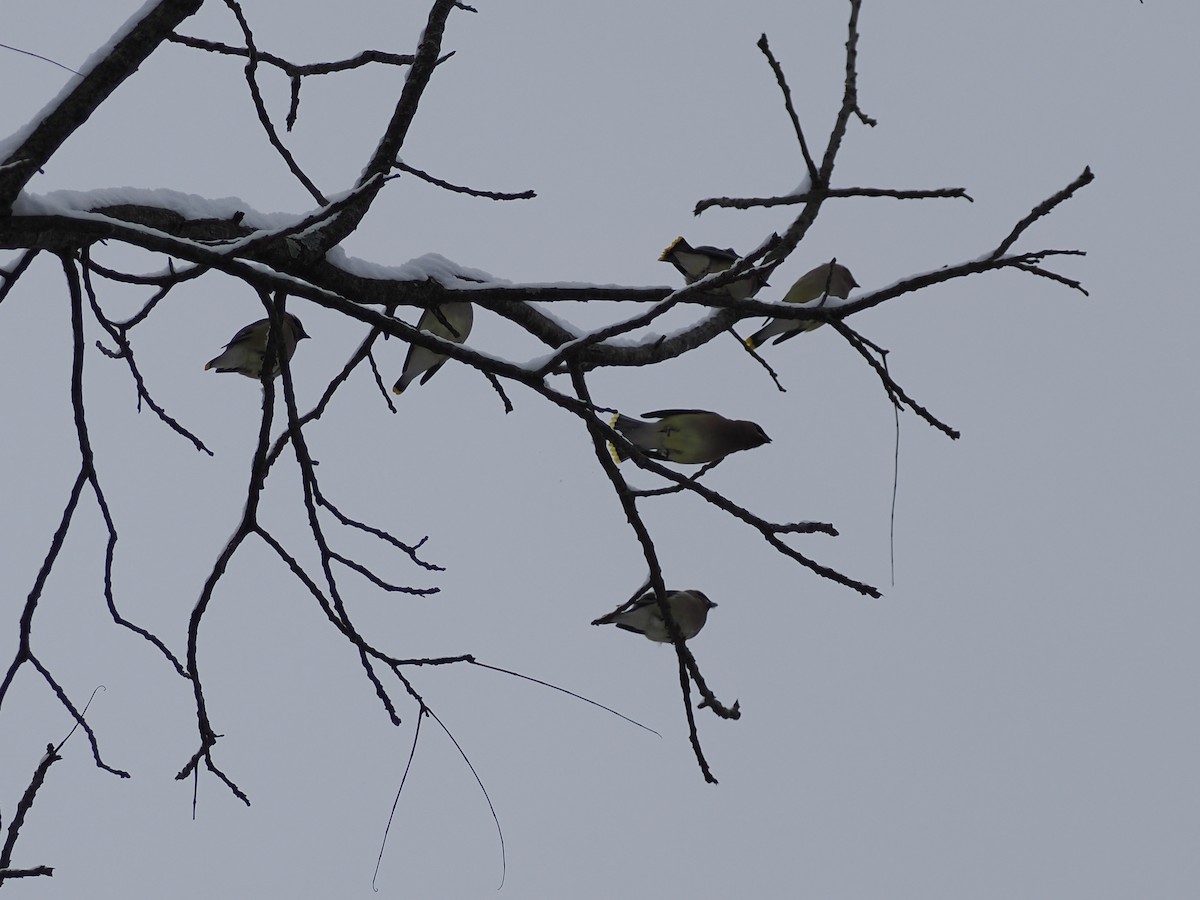 Ampelis Americano - ML646254812